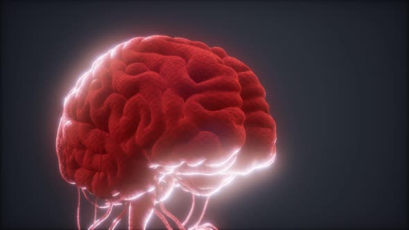 Animated Model of Human Brain alt