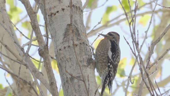 Red-naped Sapsucker Pecks at Tree Trunk Slow Motion