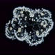 Infusoria (Ciliophora) Peritrichia under microscope, order Sessilida, class Oligohymenophorea - VideoHive Item for Sale