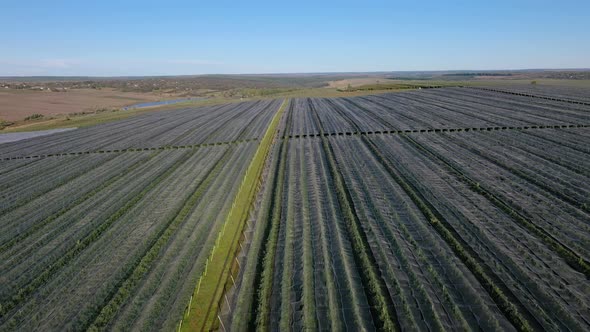 Aerial view of plastic greenhouse on apple orchard. Plant cultivation in organic farming