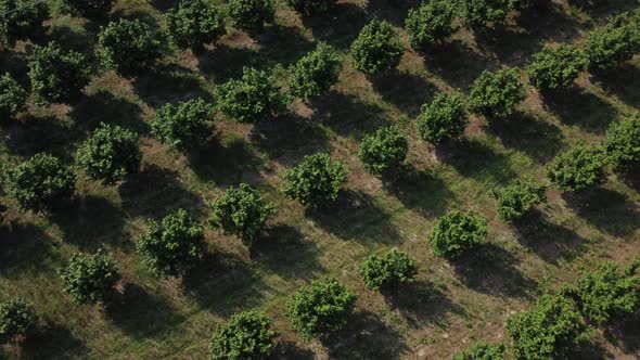 Hazelnuts Field Agriculture Cultivation