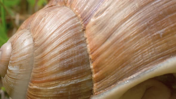 A macro close up shot of a snail shell then sliding right to the head of the snail with glistening m