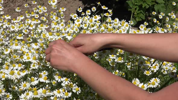 Camomile or Growing a Medicinal Herb Garden 6