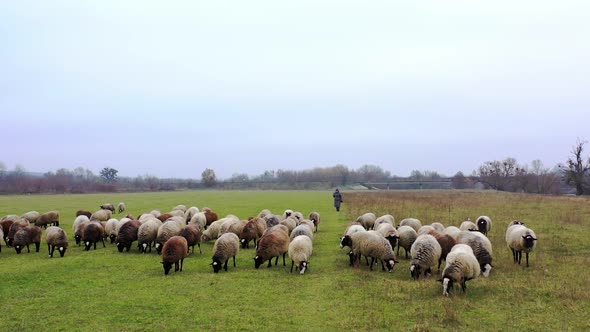 Sheep grazing in late autumn. 