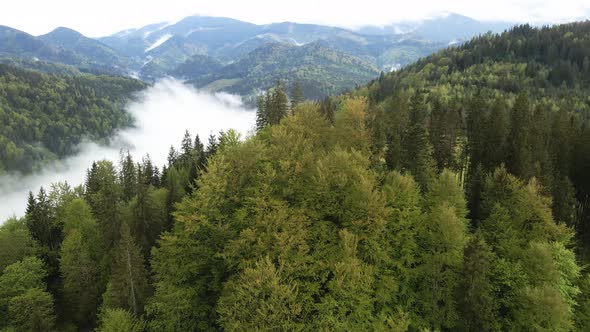 Ukraine, Carpathians: Forest Landscape. Aerial View