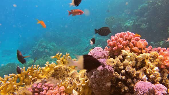 Ocean Coral Reef Underwater in Tropical Fish in Sunlight