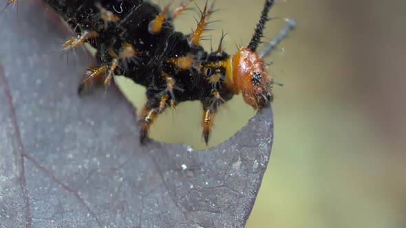 Macro shot of Nymphalis Polychloros Caterpillar Eating Leaf in Nature