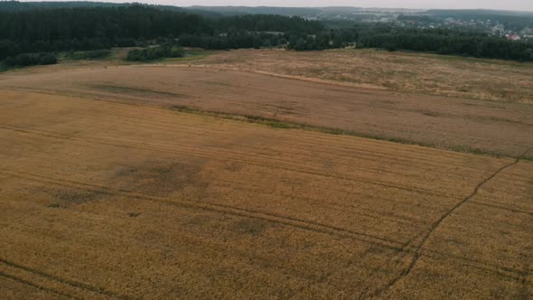 View of forest and field in Kolbudy, Kaszubia, pomorskie, Poland