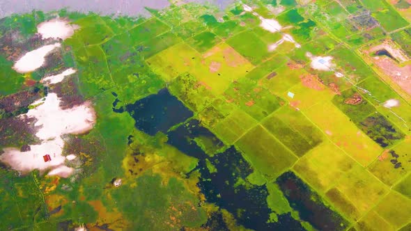 Aerial view of green texture cultivated field, wetland landscape view