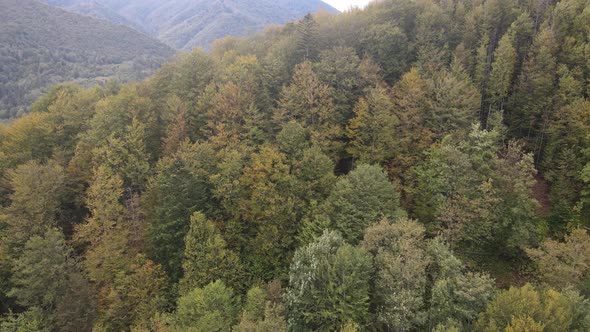 Forest in the Mountains. Aerial View of the Carpathian Mountains in Autumn. Ukraine