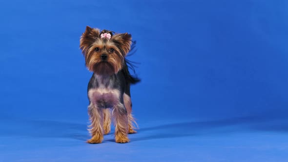 Front View of a Yorkshire Terrier in the Studio on a Blue Background