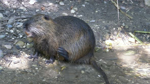 Adult Nutria Myocastor coypus scratching and cleaning body on river shore during sunlight,close up s