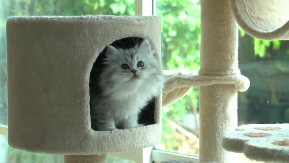 Cute Persian Kitten Playing On Cat Tower