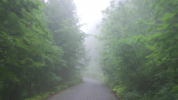Foggy forest road.