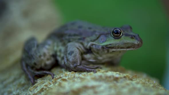 Slowly Big Green Toad Sits on a Rock