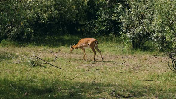 Impala