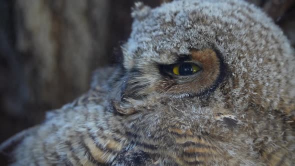Up close view of owl fledgling looking around