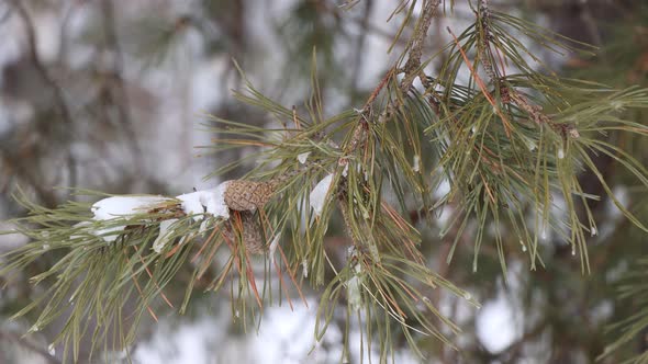 2 Coniferous Branch Under The Snow