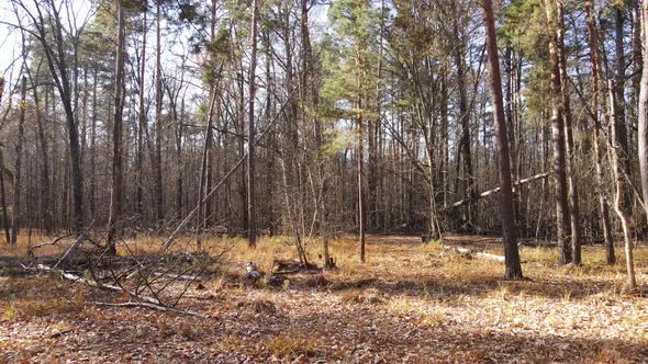 Trees in the Autumn Forest in the Afternoon