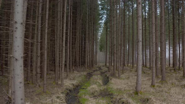 Inside the Spruce Forest