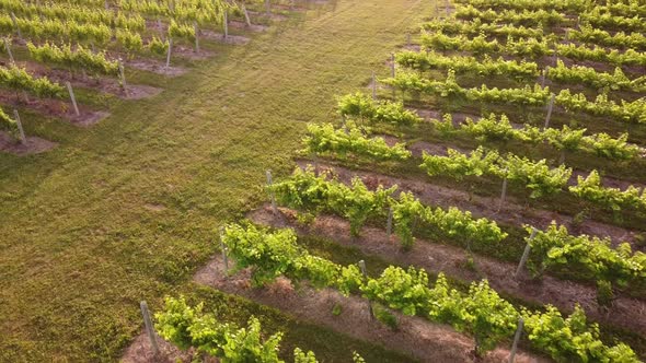 The Lush Green Vineyards With Morning Sunlight In Leelanau County, Traverse City, Michigan. - aerial