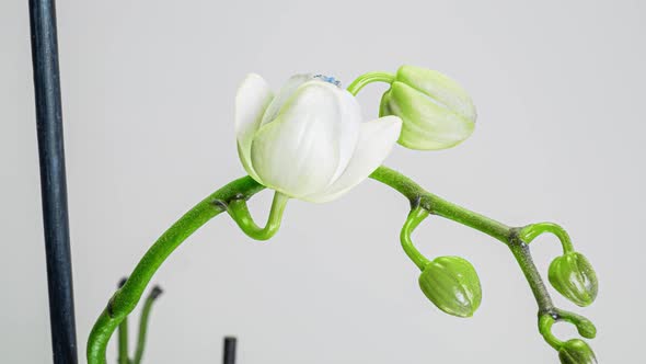Timelapse of Opening Orchid Flowers on White Background
