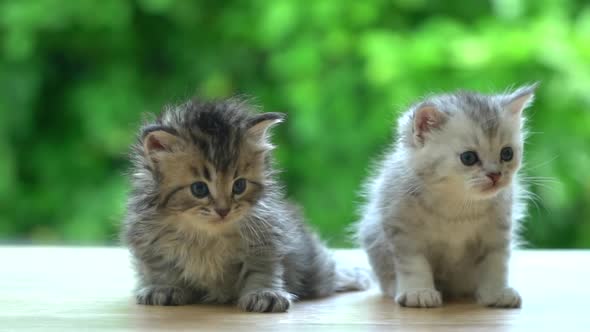 Two Persian Kittens Sitting And Licking Lip On Table