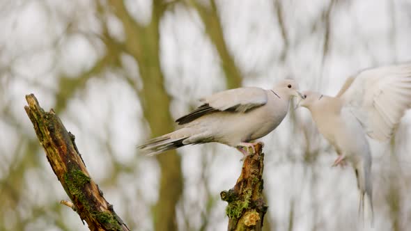 Pigeons flying on a tree branch in a forest. Wild bird dove migration.