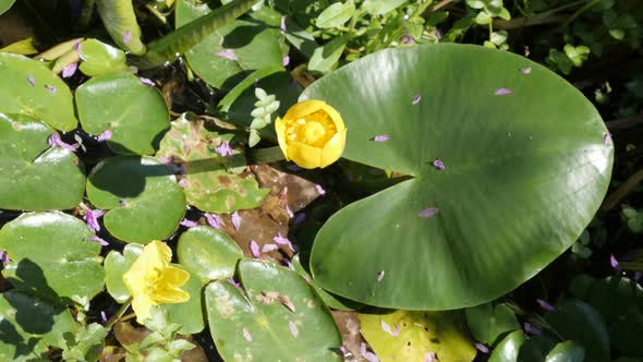 Nuphar lutea flower in natural environment 4K 3840X2160 UHD footage  - Yellow Brandy bottle water-li