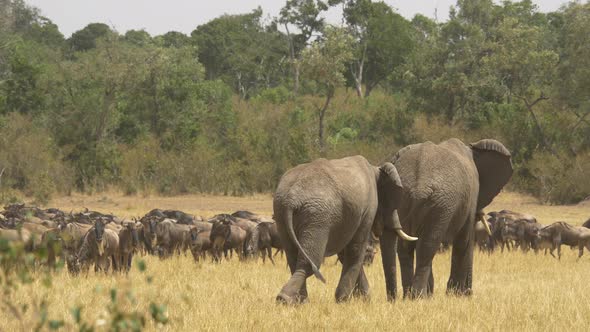 Elephants walking by a herd of gnus