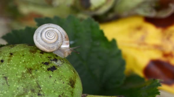 A little snail crawling after the rain