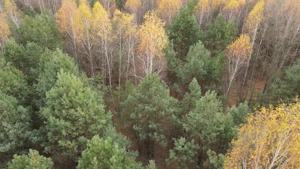 Nature of Ukraine  Forest Landscape Aerial View