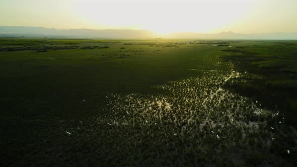 Sunrise Reeds