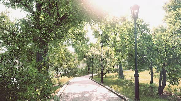 Forest Park Road Scenery in Green Countryside