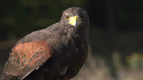 Eagle looking down