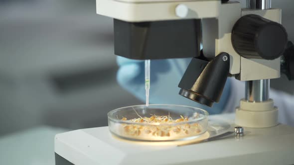 Lab Worker Observing in Microscope Effect of Growth Hormone on Germinated Crops