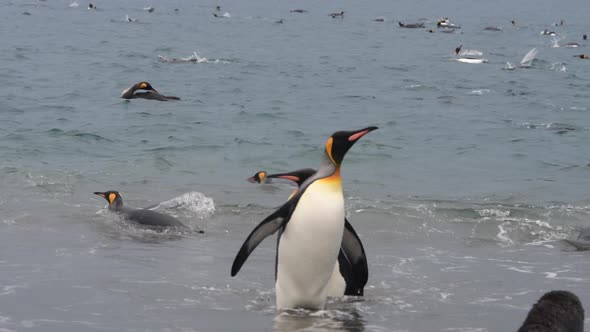 King Penguin on the Beach in South Georgia