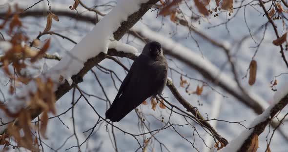 Crow Birds Sitting On A Tree In Winter  Close Up