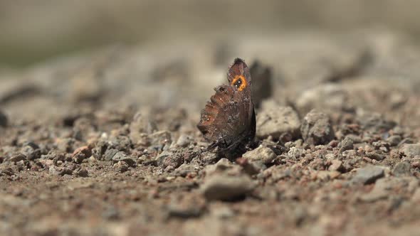 Black Orange Butterfly on Ground Surface