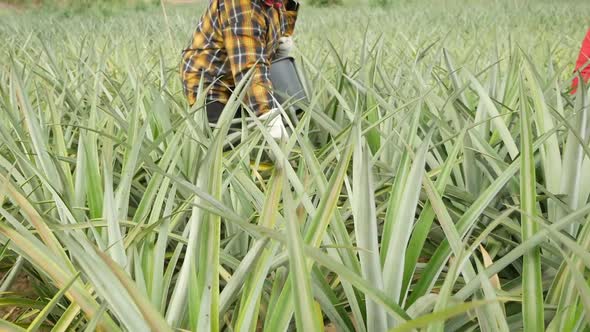 Top Dressing FertilizerShot On GH5 with 12-35 f2.8Lens 29.97fps