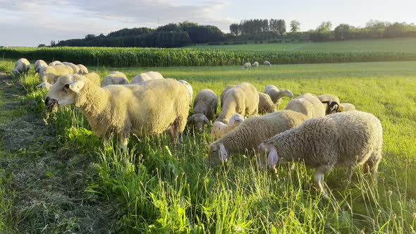 Ewe And Lamb Graze On The Field