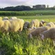 Ewe And Lamb Graze On The Field - VideoHive Item for Sale