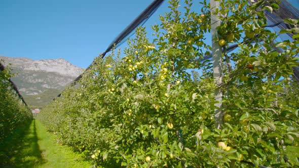 Narrow Aisle Stretches Between Rows of Yellow Apple Trees