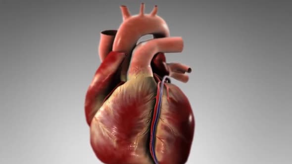 heart attack heartbeat disease. human hart pumping blood and bihotz beating. alt