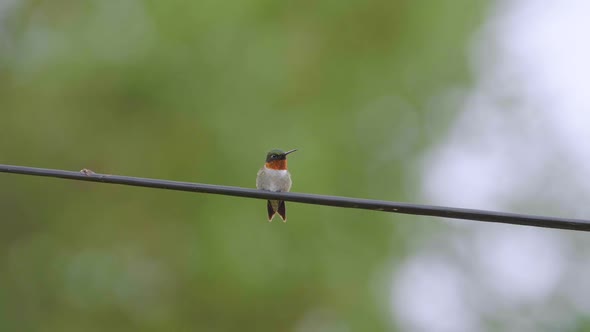 Alert ruby-throated hummingbird flashes its red plumage while watching out for danger. Close up shot