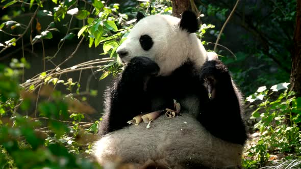 Giant Panda Bear Eating Bamboo