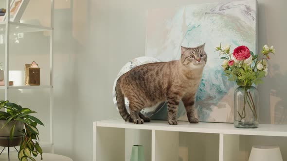 Cat Sitting on Shelf Closeup Scottish Fold Portrait
