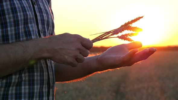 A Man Holds Golden, Ripe Wheat Ears at Sunset or Sunrise in His Hands. The Concept of Agriculture