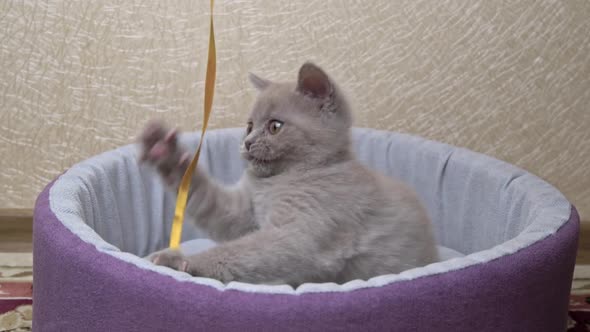 Scottish Straighteared Gray Kitten Plays with a Ribbon in His Bed