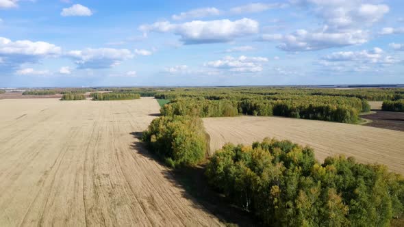 Aerial View on Wheat Field at Sunny Day on the Background of Rural Countryside